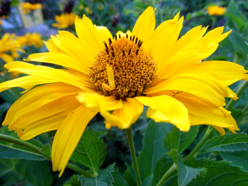 Flower, Yellow, Sunflower, Plant