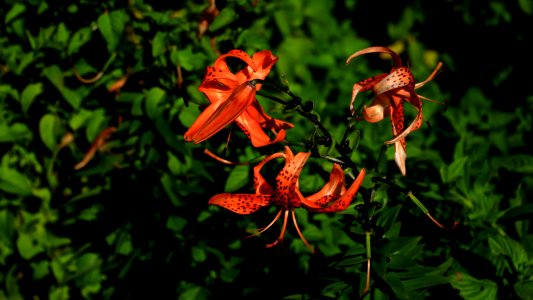 Flower, Plant, Flora, Lily