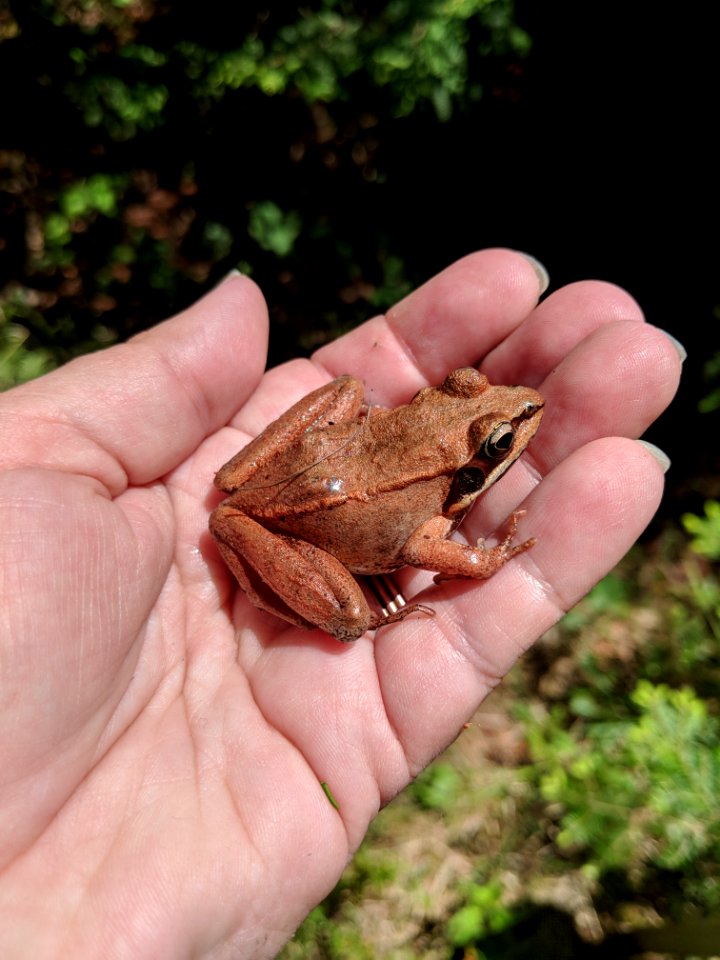 Toad, Frog, Amphibian, Ranidae