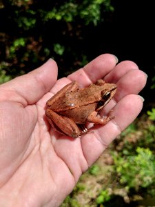 Toad, Frog, Amphibian, Ranidae photo
