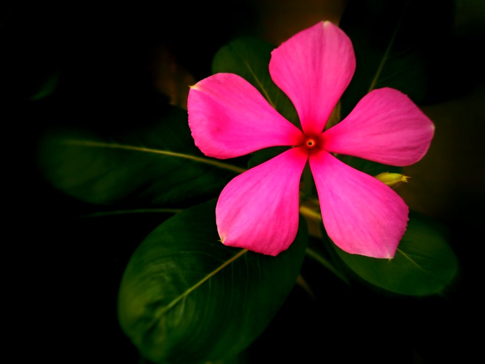 Flower, Flora, Pink, Plant