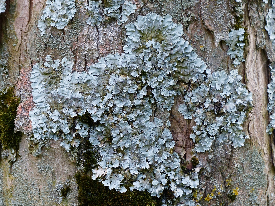 Parmelia sulcata log tribe