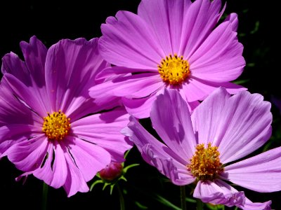 Flower, Garden Cosmos, Purple, Flora