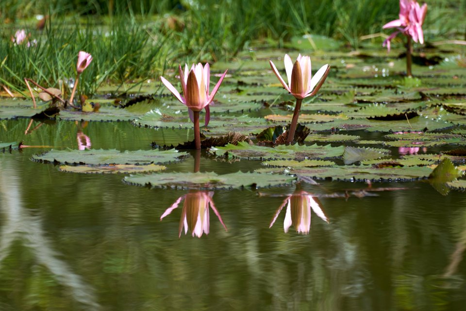 Flora, Water, Flower, Reflection