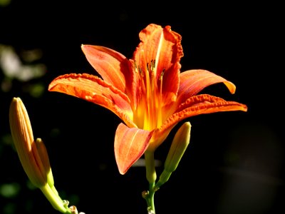 Lily, Flower, Orange Lily, Flora