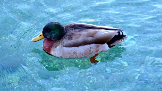 Duck, Mallard, Water, Bird