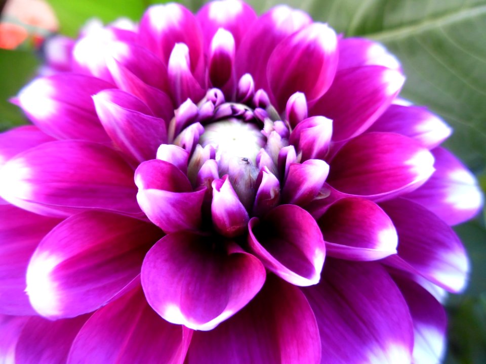 Flower, Plant, Purple, Flowering Plant