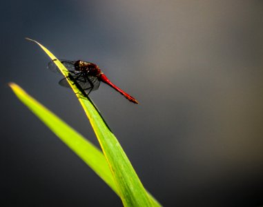 Insect, Macro Photography, Invertebrate, Pest