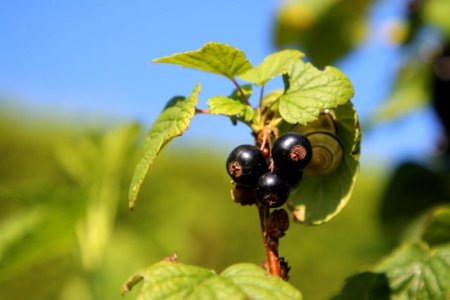 Berry, Fruit, Plant, Insect