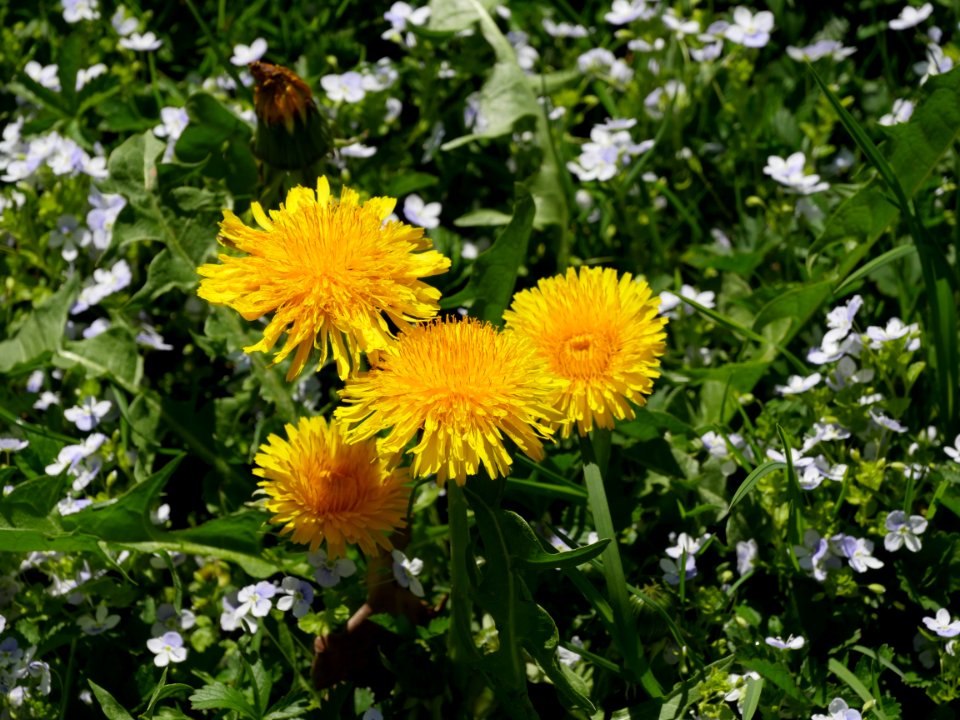 Flower, Plant, Daisy Family, Dandelion