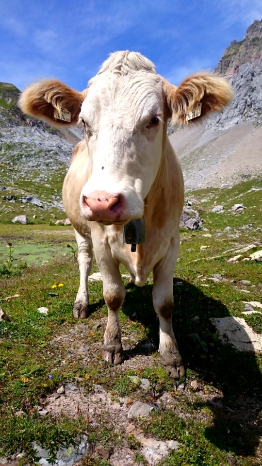 Cattle Like Mammal, Pasture, Grazing, Fauna