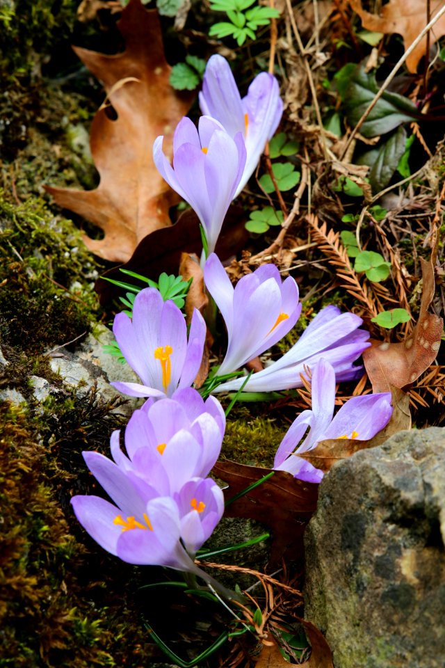Flower, Plant, Flowering Plant, Flora