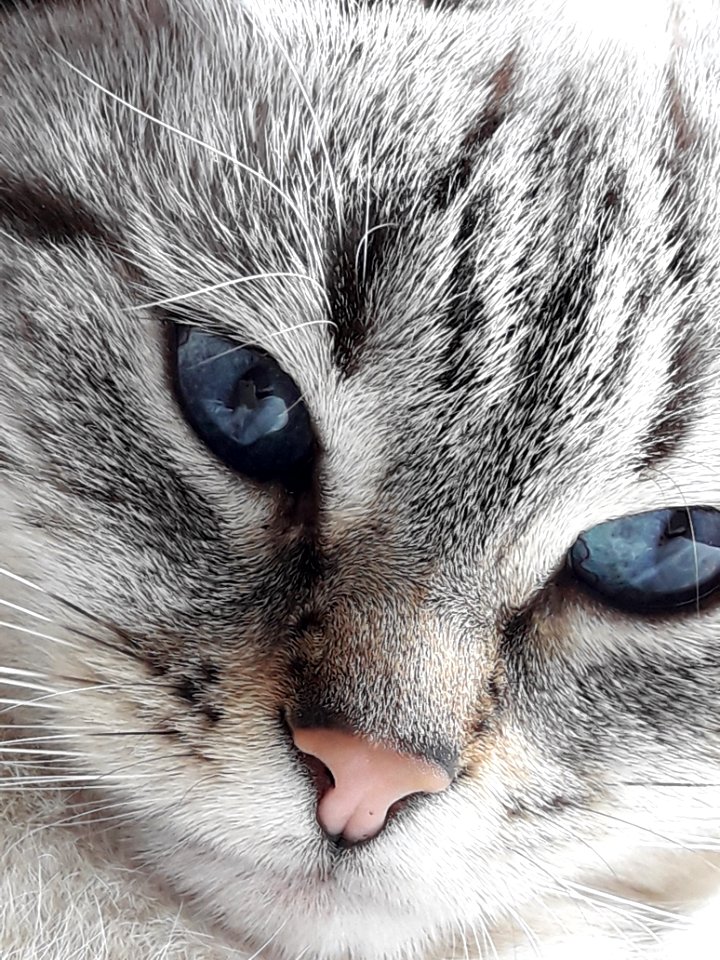 Cat, Whiskers, Face, Eye