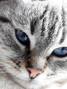 Cat, Whiskers, Face, Eye photo