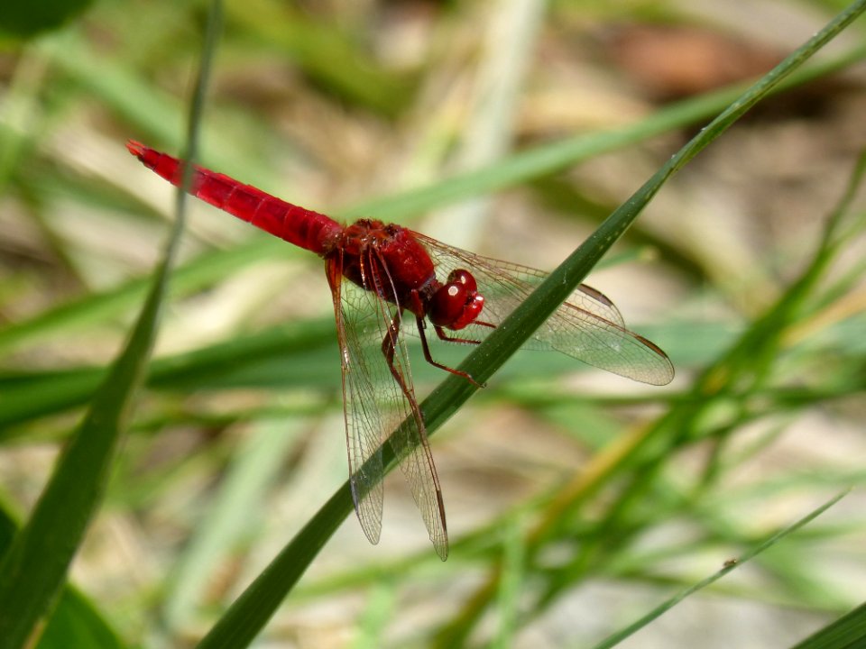Dragonfly, Insect, Dragonflies And Damseflies, Invertebrate
