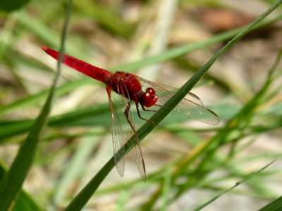 Dragonfly, Insect, Dragonflies And Damseflies, Invertebrate