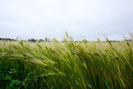 Ecosystem, Grass, Vegetation, Grass Family