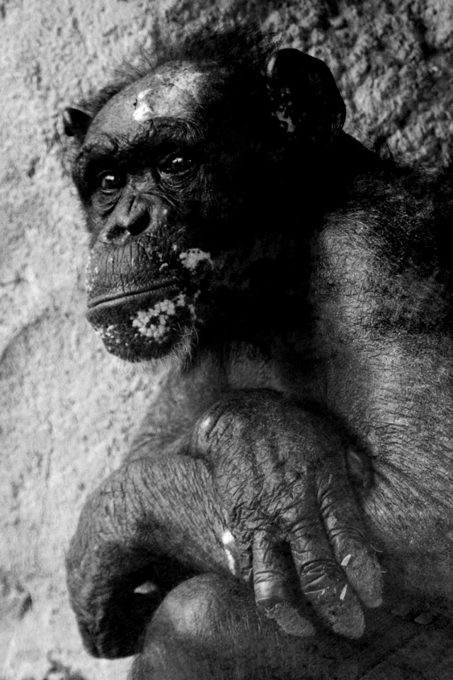 Black And White, Monochrome Photography, Terrestrial Animal, Fauna