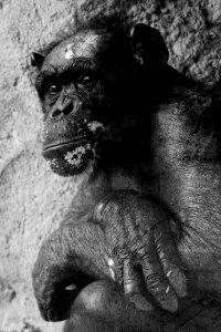 Black And White, Monochrome Photography, Terrestrial Animal, Fauna