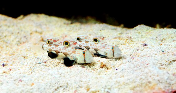 Marine Biology, Fauna, Organism, Fish