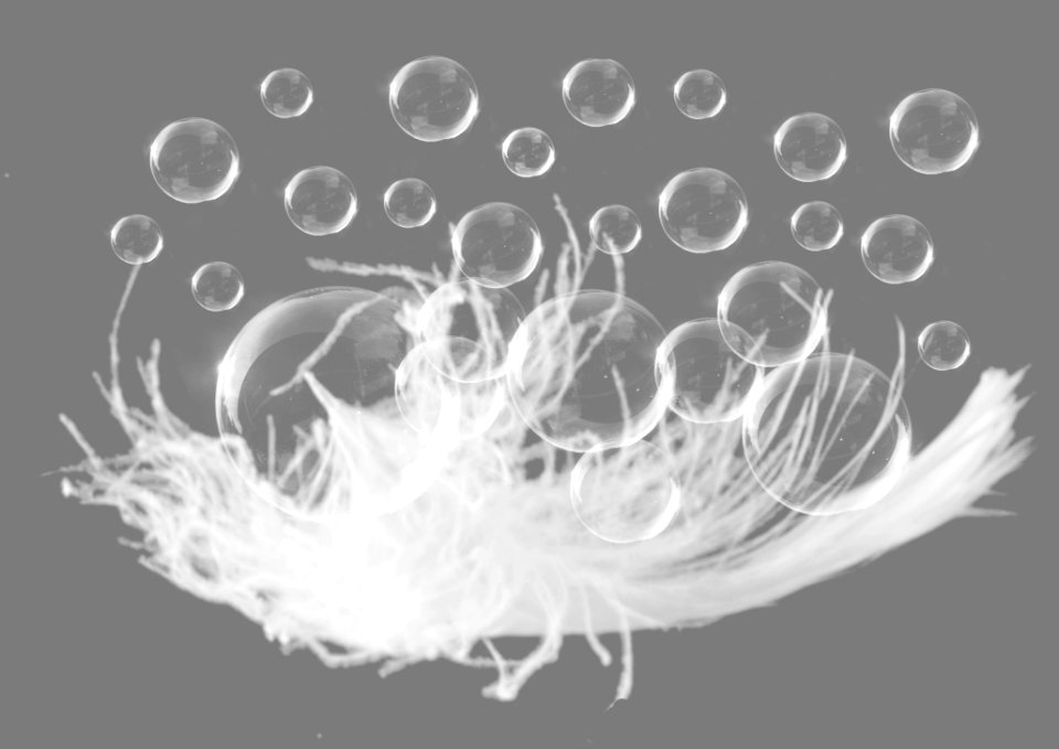 Black And White, Feather, Monochrome Photography, Photography