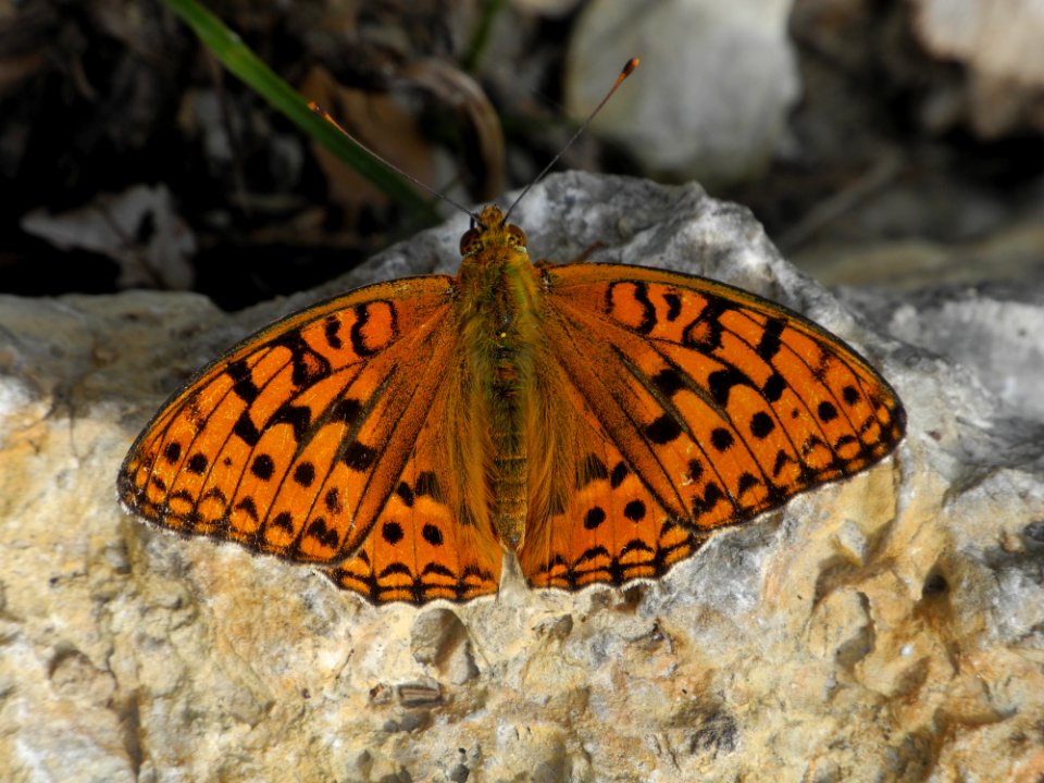 Butterfly, Moths And Butterflies, Insect, Invertebrate