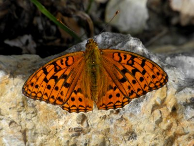 Butterfly, Moths And Butterflies, Insect, Invertebrate