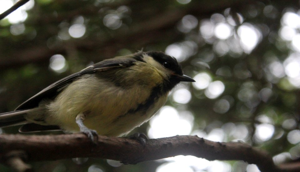 Bird, Fauna, Beak, Branch photo