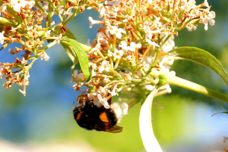 Bee, Insect, Honey Bee, Membrane Winged Insect