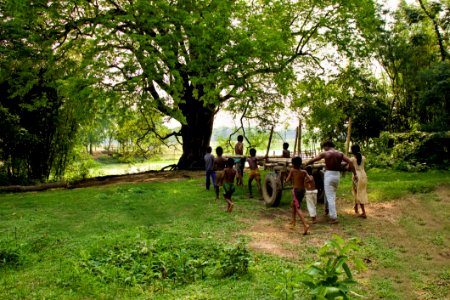 Tree, Plant, Grass, Pasture