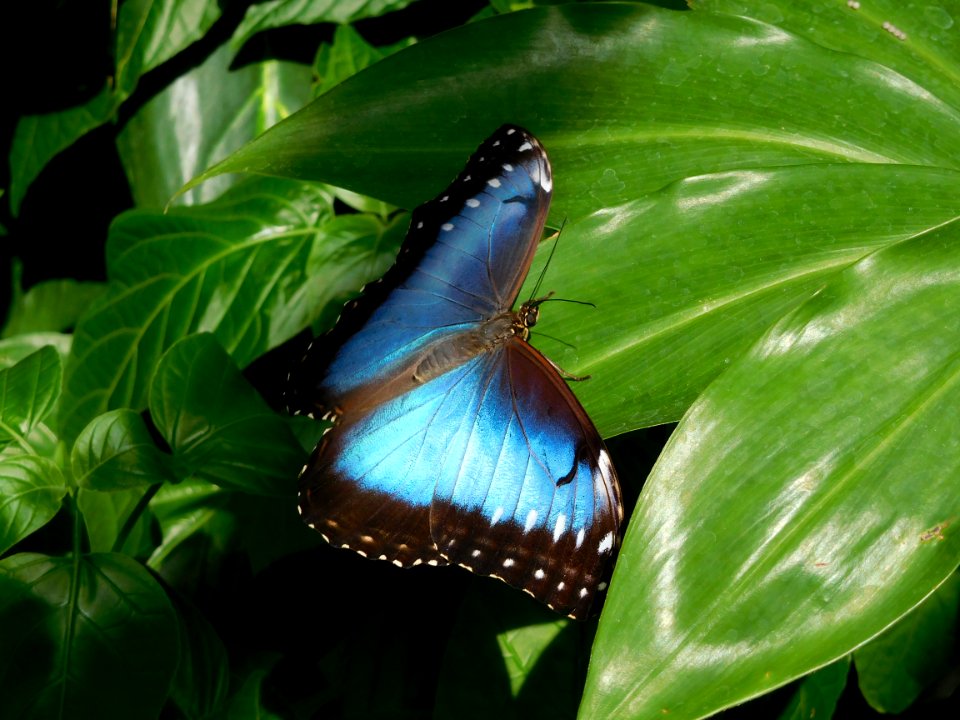 Butterfly, Moths And Butterflies, Insect, Invertebrate