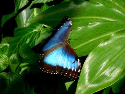Butterfly, Moths And Butterflies, Insect, Invertebrate