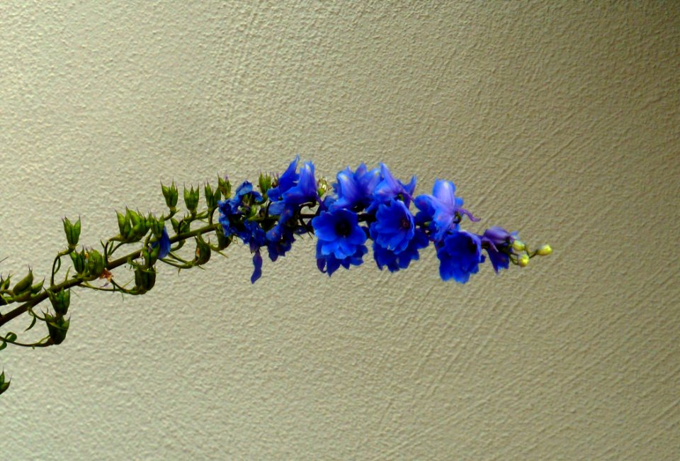 Blue, Flower, Cobalt Blue, Flora