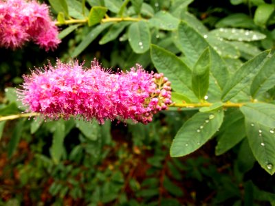 Plant, Flora, Flower, Subshrub