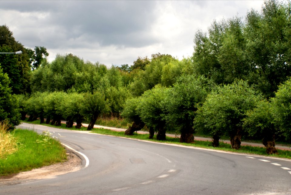Road, Tree, Sky, Lane