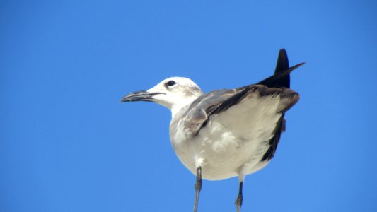 Bird, Sky, Beak, Gull photo