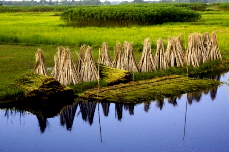 Wetland, Reflection, Marsh, Nature Reserve