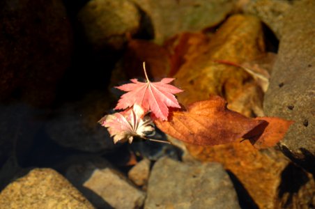 Leaf, Flora, Autumn, Maple Leaf