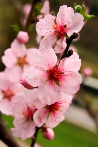 Blossom, Pink, Flower, Spring photo