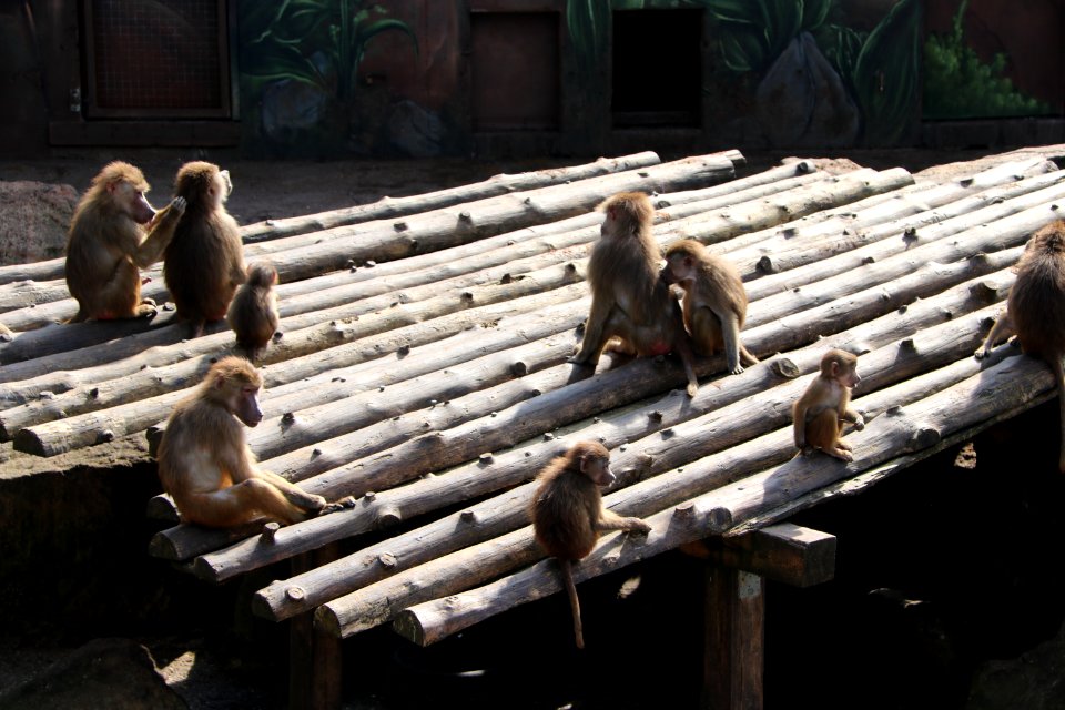 Fauna, Temple, Primate, Zoo