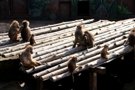 Fauna, Temple, Primate, Zoo
