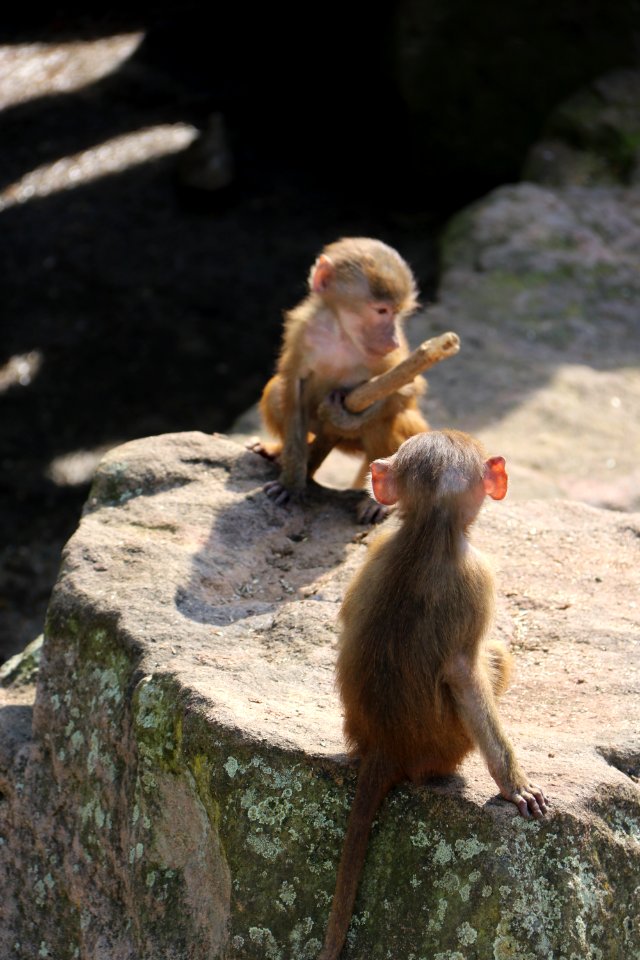 Fauna, Mammal, Macaque, Primate