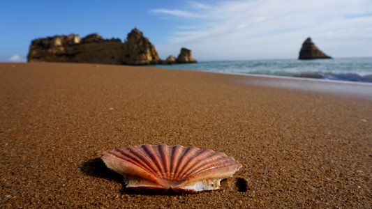 Seashell, Sea, Shore, Sand photo