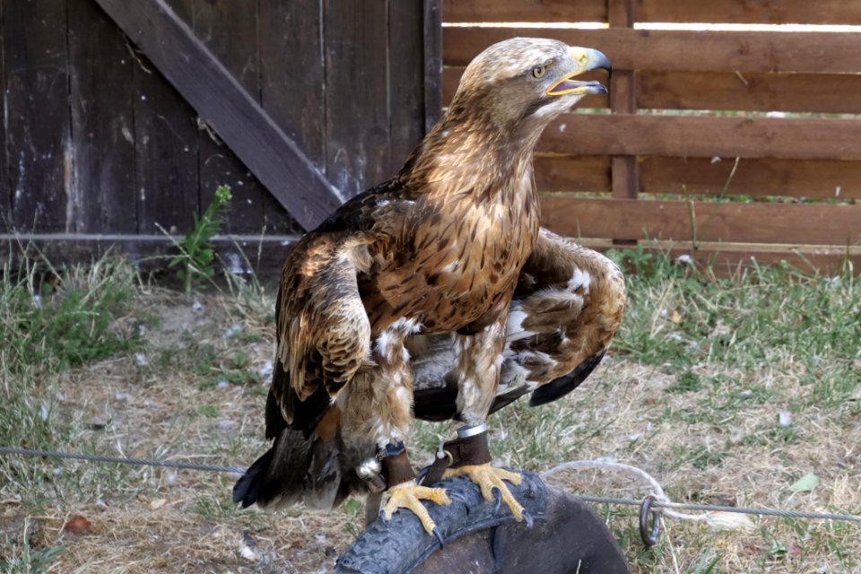 Fauna, Bird Of Prey, Beak, Bird