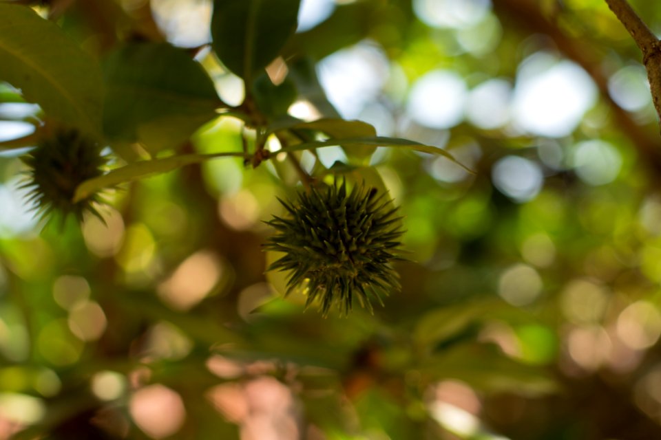 Vegetation, Flora, Branch, Leaf