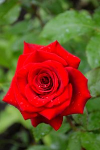 Rose, Flower, Garden Roses, Rose Family