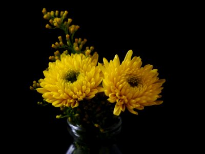 Flower, Yellow, Flowering Plant, Chrysanths photo