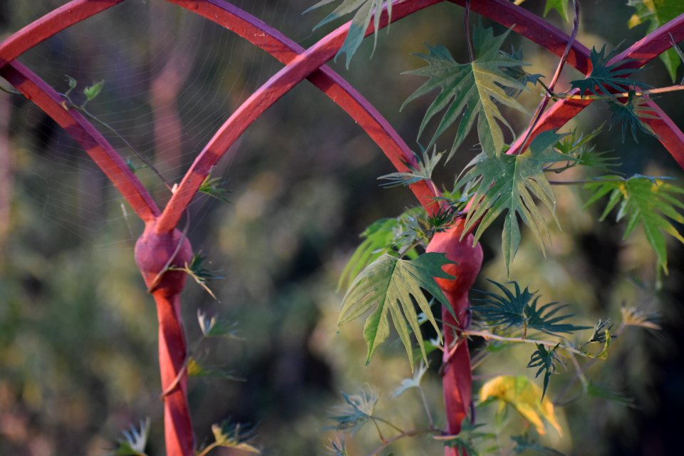 Vegetation, Flora, Plant, Leaf