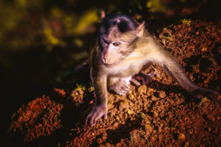 Macaque, Fauna, Mammal, Primate photo