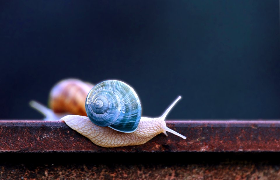 Snails And Slugs, Snail, Molluscs, Close Up